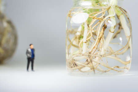 Miniature people : Close up business man standing and looking Epipremnum aureum in glass container.