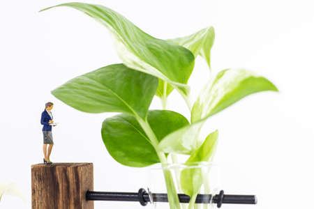 Miniature people : Close up woman standing and looking at Epipremnum aureum (Golden pothos) isolated on white backgroundの写真素材