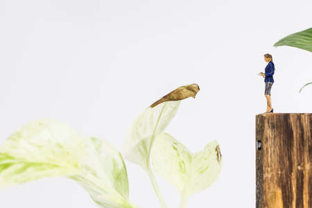 Miniature people : Close up woman standing and looking at Epipremnum aureum (Golden pothos) isolated...