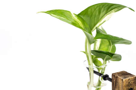 Close up Epipremnum aureum (Golden pothos) isolated on white background