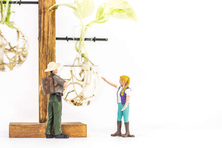 Miniature people : Close up woman standing and looking at Epipremnum aureum (Golden pothos) isolated...