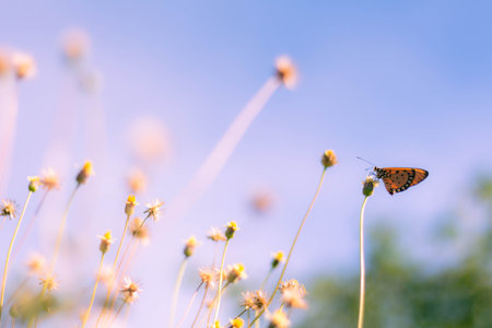 Close up Butterfly on flower