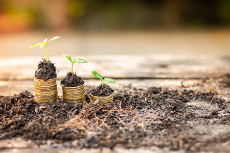 Small tree growing on stack of coins with natural light background (Business and finance concept)の写真素材