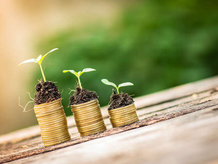 Small tree growing on stack of coins with natural light background (Business and finance concept)の写真素材