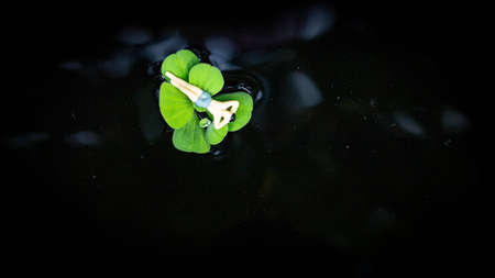 Miniature people, Man relaxing on big green leaf in the swimming poolの写真素材