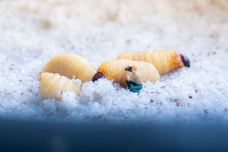 miniature people working in the snow with a larva
