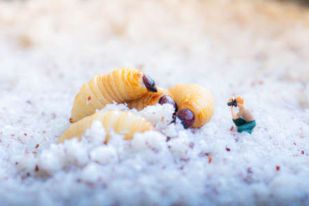 Larva of cockroaches in the snowの写真素材