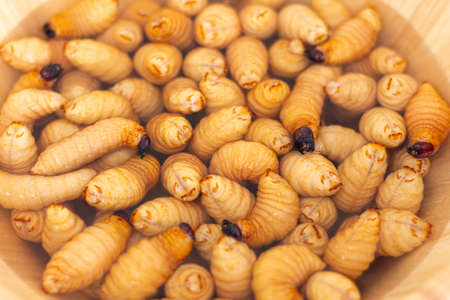 Fried silkworm in a bowl, close-up, macro