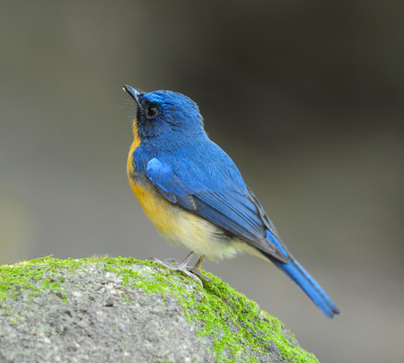 Bird Beautiful Hill Blue Flycatche, Male  Cyornis banyumas の写真素材