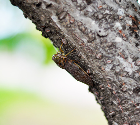 A Cicada on Treeの写真素材