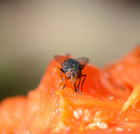 A macro shot of fly on foodの写真素材