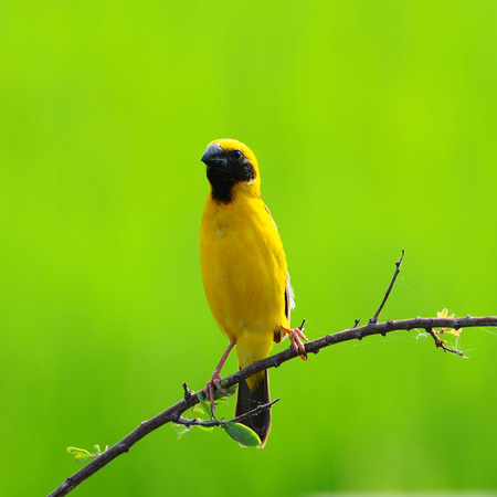 Asian Golden Weaver, in Thailandの写真素材