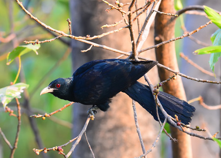 male Asian Koel  Eudynamys scolopacea  standing on branchの写真素材