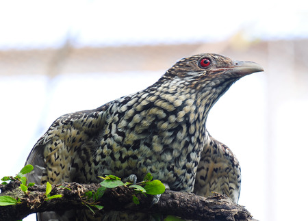 Bird  Asian Koel  Female, on a branch, Thailandの写真素材