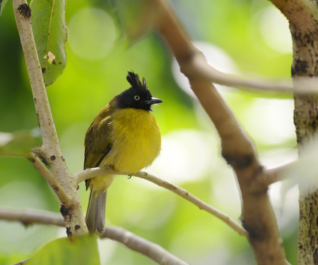 Black-crested Bulbul bird in nature catch on the branchの写真素材