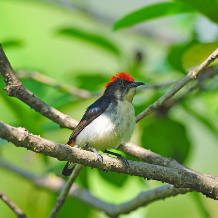 Beautiful Bird Scarlet-backed Flowerpeckerの写真素材
