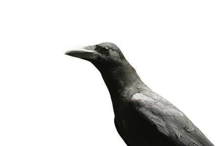 Black Bird  Large-billed Crow  isolatedの写真素材