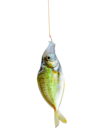 Fish and mans hand の写真素材