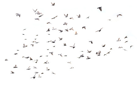 Flying pigeonsの写真素材