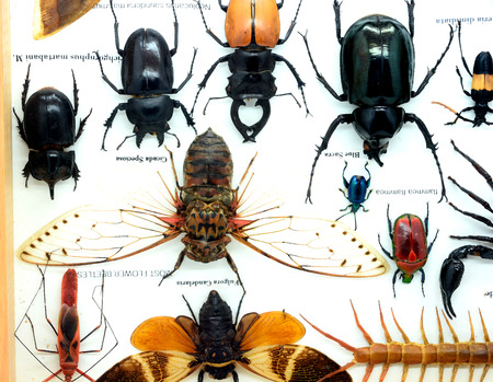 Insect in the boxの写真素材