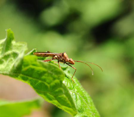 Insect on the leaf