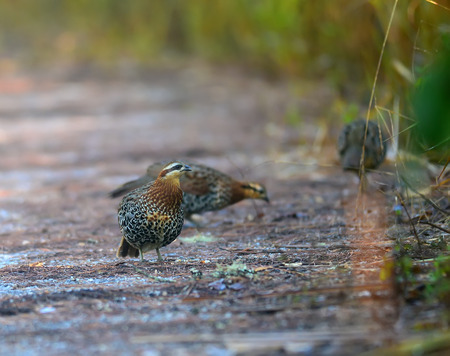 Mountain Bamboo Partridge  male の写真素材