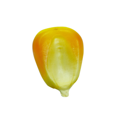 one corn on a white backgroundの写真素材
