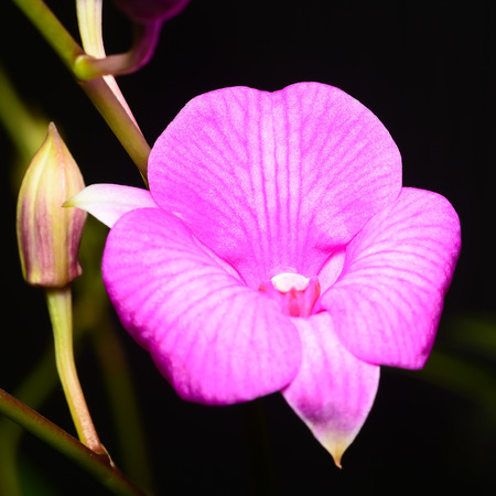 Purple orchid black background 