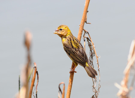 Asian Golden Weaver  females 