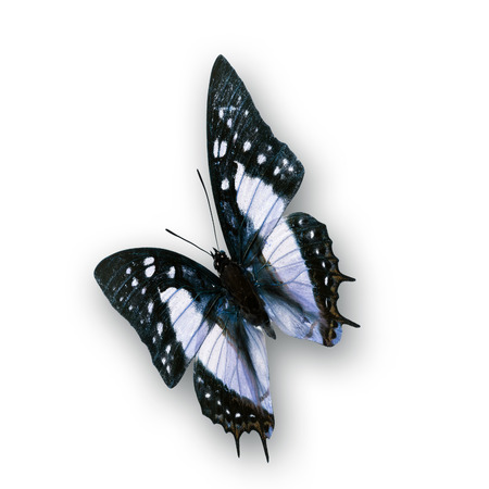 Beautiful black and white Butterflyの写真素材