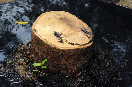 Tree stump