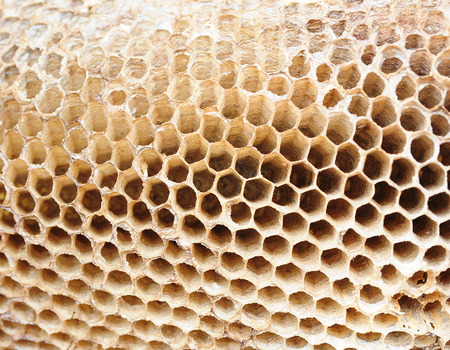 Wasps nest