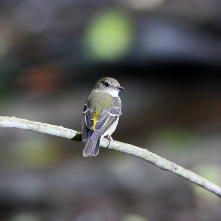 Beautiful yellow bird, female of Yellow-rumped flycatcher  ficedula zathopygia  perching on a branch with green backgroundの写真素材