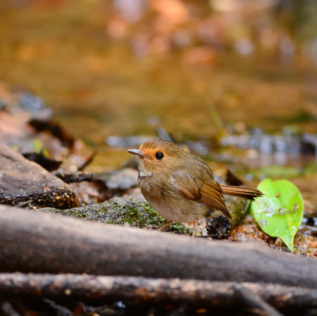 rufous-browed flycatcherの写真素材