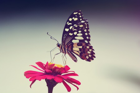 Soft-focus Beautiful Butterfly on pink flower, Vintage styleの写真素材