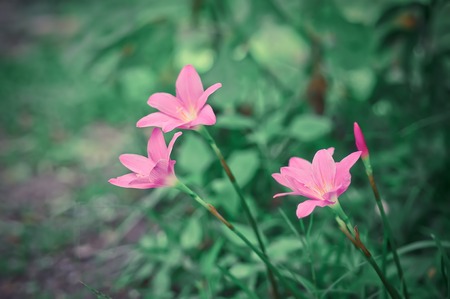 Beautiful Pink flowers style vintageの写真素材
