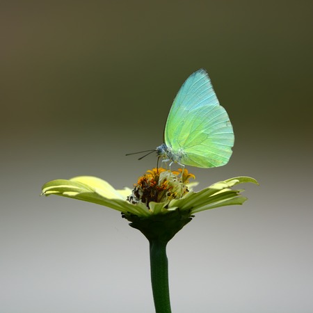 Beautiful white Butterfly on white flowerの写真素材
