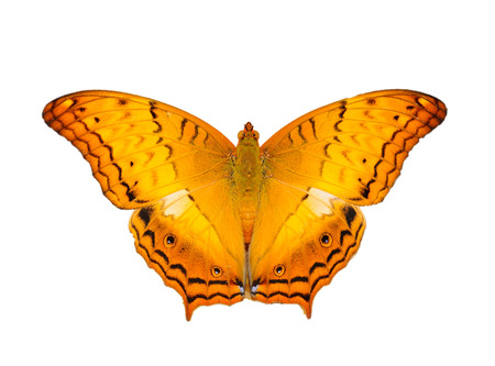 beautiful Yellow butterfly isolated on white backgroundの写真素材