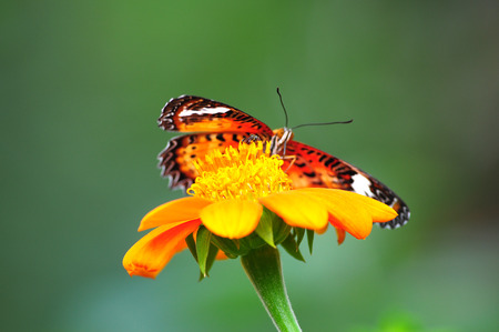 Bee and butterfly
