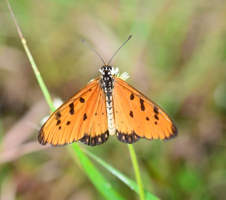 Orange Butterflyの写真素材