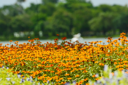 beautiful yellow flowers backgroundの写真素材