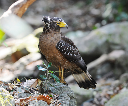 Crested Serpent Eagle in nature thailandの写真素材