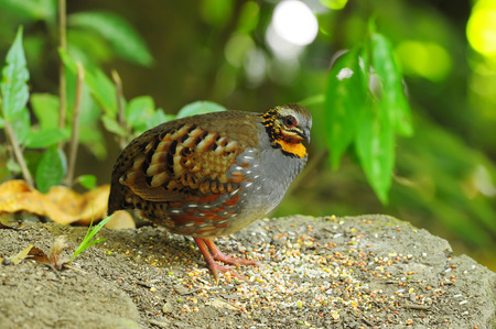 Rufous-throated Partridge, Birds of Thailandの写真素材
