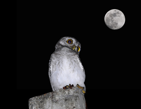 spotted owlet Bird and moon of Thailandの写真素材