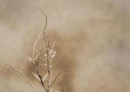 textured old paper background with small bird on a dry brachの写真素材