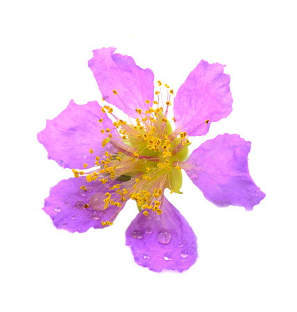 Cananga flower (Cananga odorata) isolated on white backgroundの写真素材