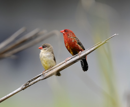 Couple Red Avadavat (Amandava amandava) on a branch, in nature, in Thailand