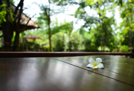 frangipani flower on table Background bokehの写真素材