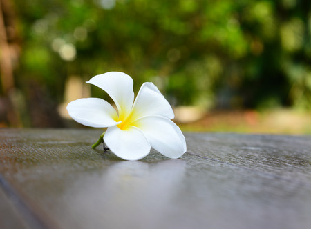 frangipani flower on woodの写真素材