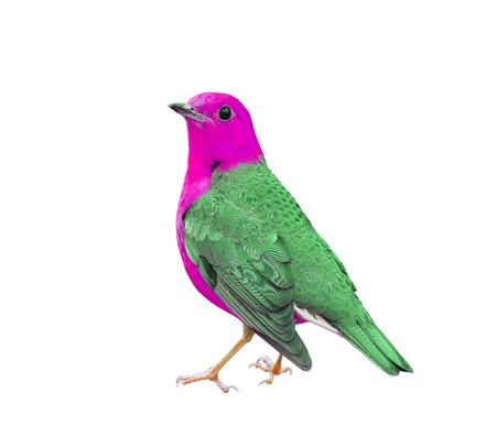 Beautiful Colorful bird on white backgroundの写真素材